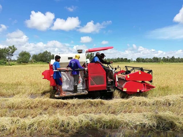 Foto : Sejumlah petani Kabupaten Paser melakukan panen padi saat pandemi Covid-19