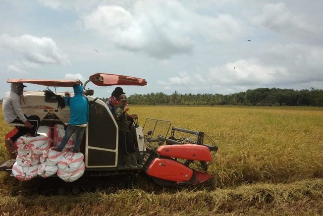 Foto : Panen oleh petani di Kabupaten Mandailing Natal, Sumatera Utara