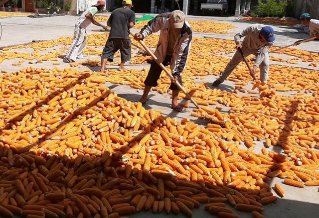 Semangat Penangkar Benih Jagung Sulut Siap Dukung Gratieks Kementan