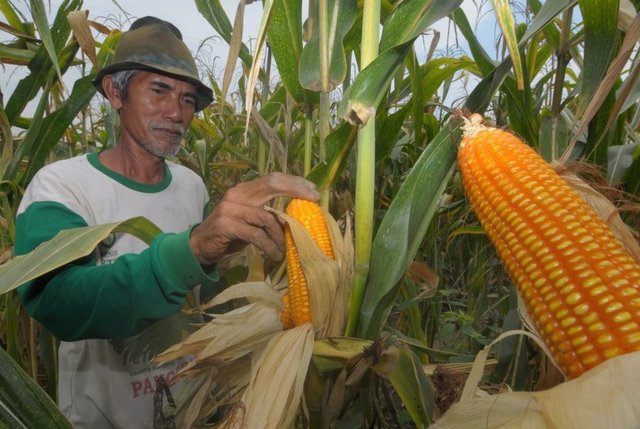 Foto : Petani Jagung Saat Melakukan Panen Raya di Lahan Pertanian