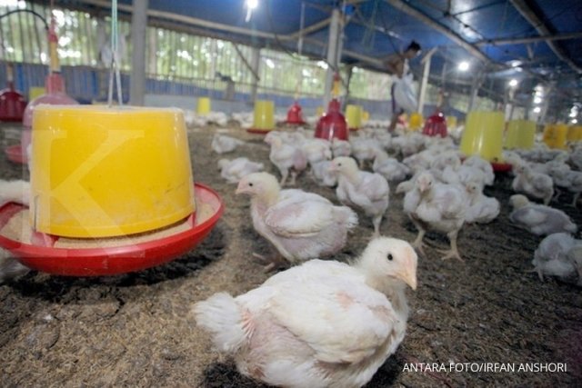 Foto : Peternakan Ayam Ras Siap Potong