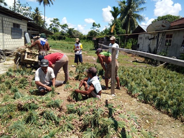 Foto : Panen Bawang Merah oleh Para Petani di Kampung Arsopura Distrik Skanto, Papua.