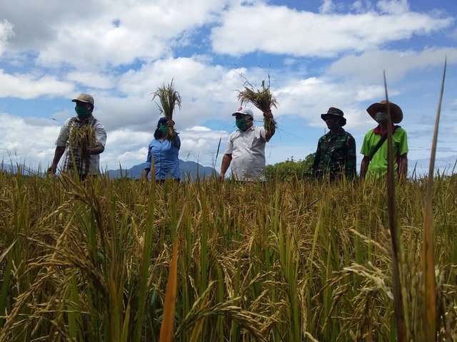 Foto : Para Petani di NTT Tetap Panen Di Tengah Wabah Covid-19.