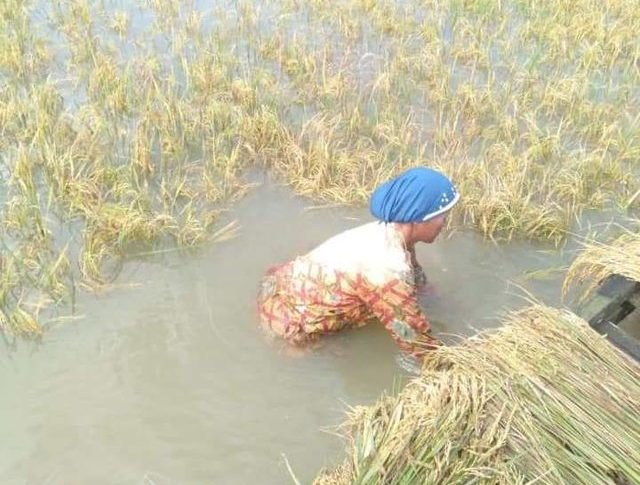Foto : Petani Panen Padi di Lahan yang Tergenang