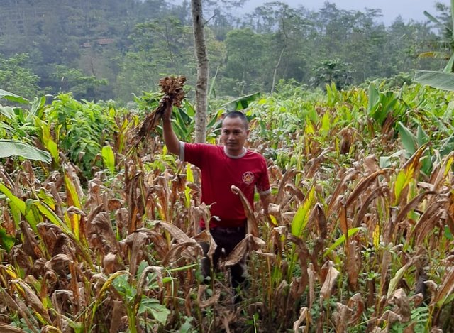 Meski Tak Mudah Bertani Rimpang Janjikan Peluang Bisnis Di Masa Covid 19 Pilar Pertanian
