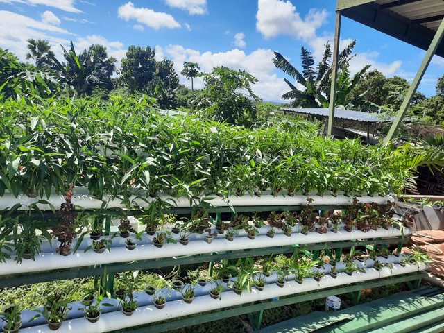 Petani Milenial Kembangkan Sayuran Hidroponik di Lahan Tandus Kabupaten Kupang