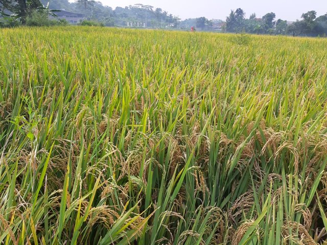 Foto : Lahan Rice Garden Milik Kementerian Pertanian untuk Meningkatkan Produksi Padi