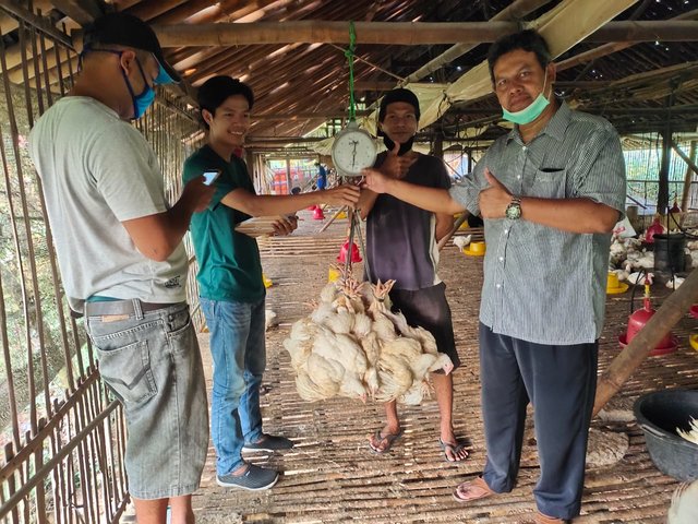 Foto : Perusahaan Mitra Tani Telah Membeli Ayam Ras Peternak Mandiri