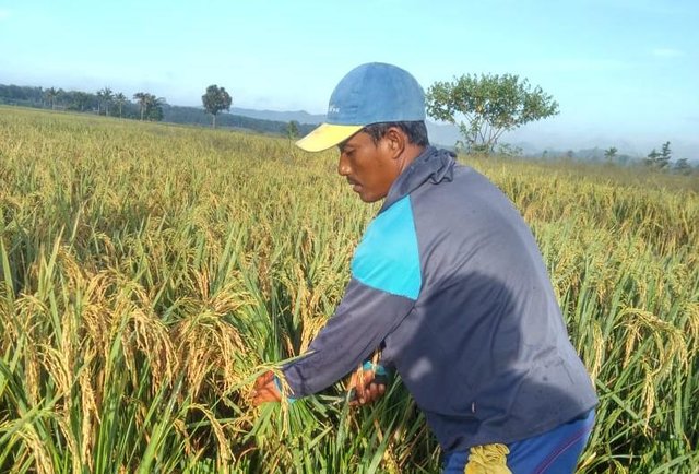 Foto : Petani Maluku Sedang Memanen Padi Biofertifikasi Untuk Tangani Stunting