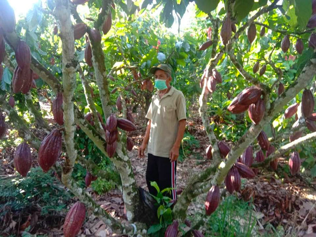 Foto : Produktivitas Kakao yang Terus Meningkat Setelah Para Petani Mendapat Pendampingan oleh Badan Penelitian dan Pengembangan Pertanian (Balitbangtan)