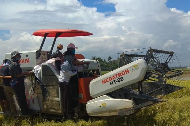 Kendalikan Hama Wereng, Petani Kabupaten Balangan Tetap Panen Padi Memuaskan