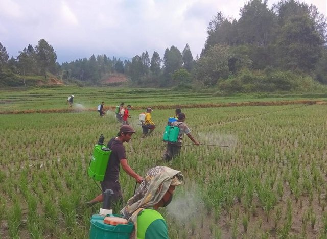 Foto : Para petugas POPT-PHP dalam upaya mengawal tanaman padi di wilayah di Sumatera Utara.