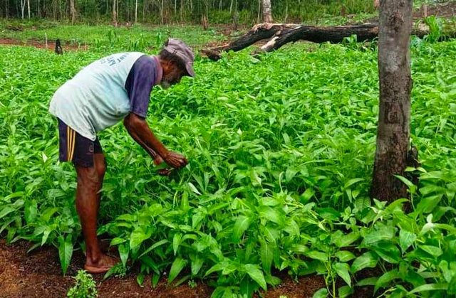 Petani Kangkung Organik Papua Tetap Produktif Meski Pandemi Covid-19