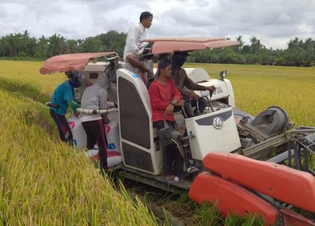 Di Tengah Pandemi Covid, Parigi Moutong Surplus Beras 171.358 Ton