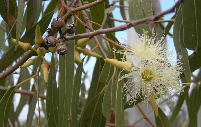 Kementan Temukan Potensi Eucalyptus Untuk Cegah Corona