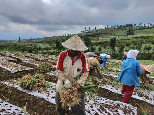 Untuk Importir Bawang Putih, Ini Pesan Penting dari Kementan