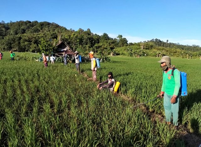 Kementan Dukung Petani Samarinda Lakukan Gerakan Pengendalian Penyakit Kresek