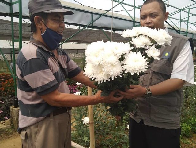 Foto : Ditengah Pandemi Covid-19 bunga potong Krisan tetap diminati masyarakat terutama varietas Jayanti dan Swarna Kencana produk Balitbangtan.