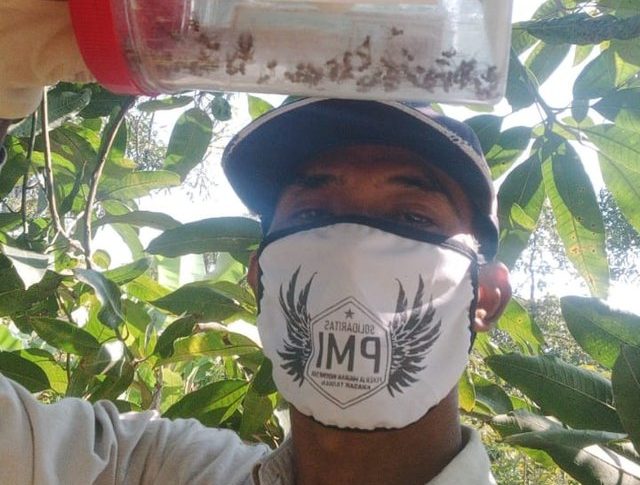 Trik Petani Mangga Kendalikan Lalat Buah di Tengah Pandemi Corona