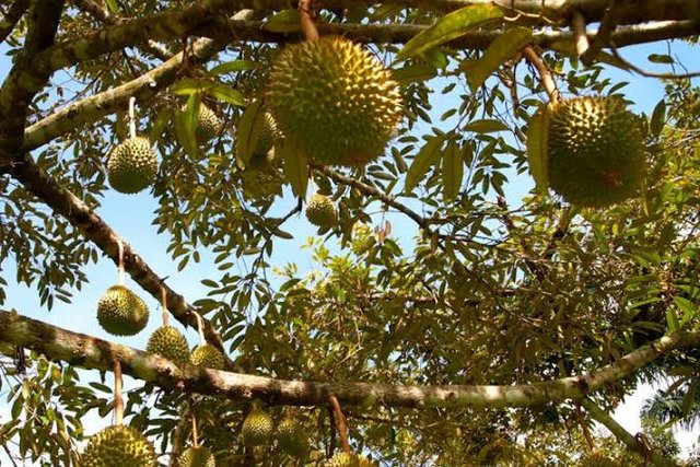 Tanaman Durian Bisa Turunkan Efek Gas Rumah Kaca