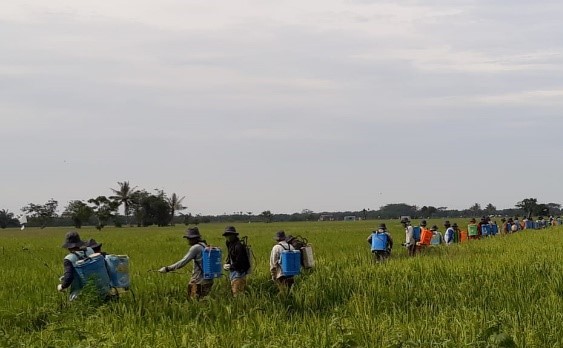 Kementan Gerak Cepat Amankan Produksi Padi Dari Serangan Wereng Coklat