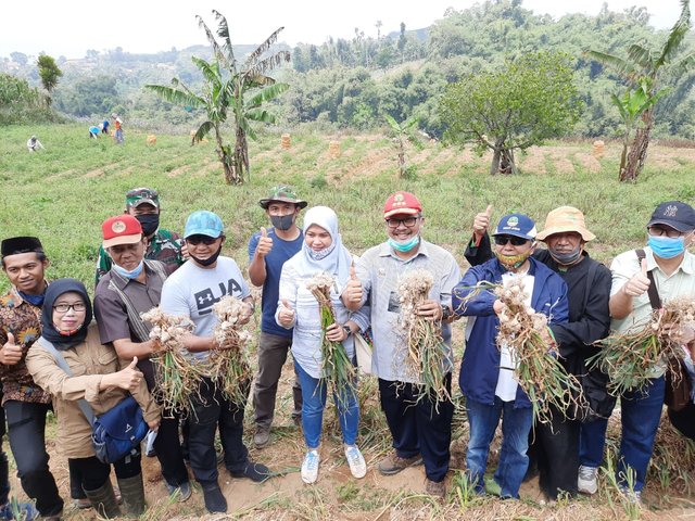 Menarik! Meski Musim Kemarau, Produksi Sayuran di Majalengka Tetap Melimpah