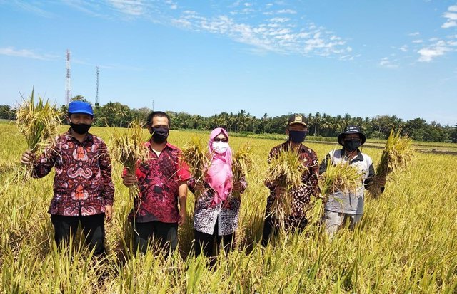 Cegah Stunting, Kulon Progo Panen Korporasi Benih Padi IR-Nutri Zinc