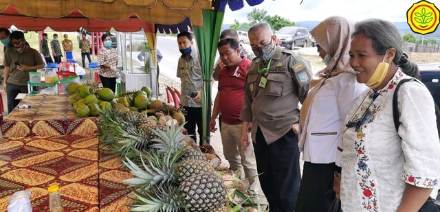 Nanas Pakpak, Ikon dari Ujung Barat Sumatera yang Siap Tembus Pasar Ekspor