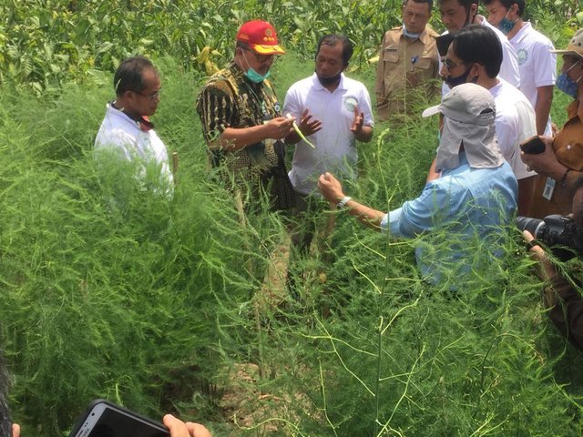 Potensi Asparagus Indonesia Cerah, Pasar Ekspor Terbuka Lebar