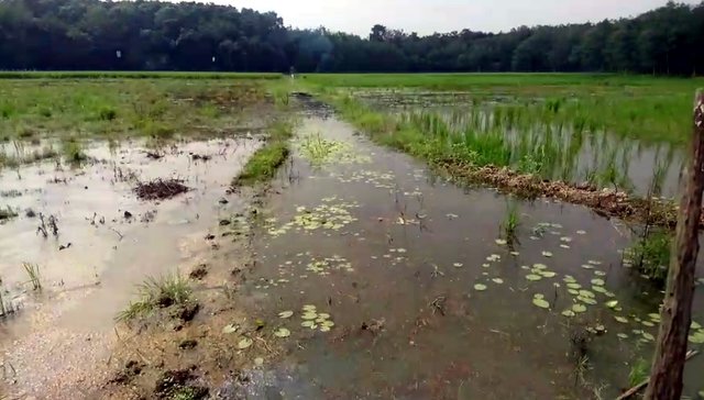 Petani OKU Timur Yakin Program Kostratani Mampu Optimalkan Pesisir Sungai Komering