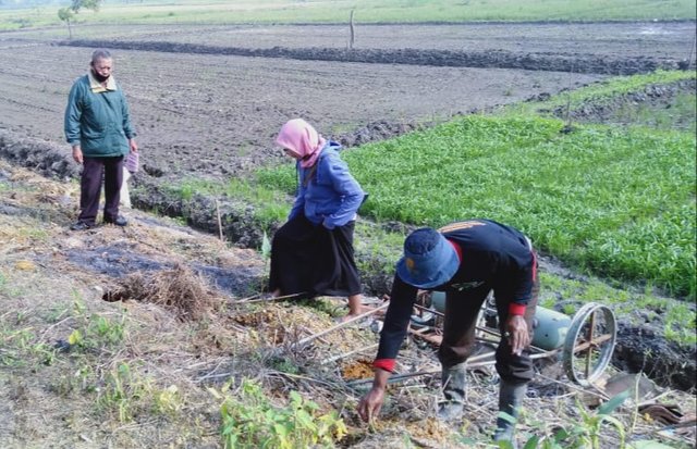 Kostratani Kabupaten Gresik Lakukan Gerdal Hama Tikus Guna Kawal Produksi Pangan