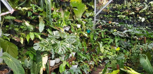 Bogor Bersiap Diri Rambah Ekspor Florikultura