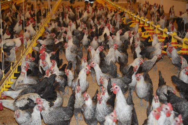 Kementan Jaga Stabilisasi Harga Ayam Potong