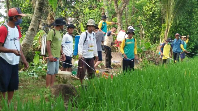 Usir Hama, Petani Pulosari Pandeglang Lakukan Gerdal WBC