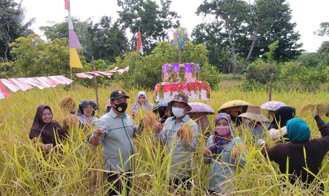 Lakukan Panen, Peran Kostratani Dalam Pertanian Tak Diragukan