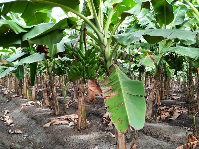 Pisang di Lahan Sawah Brebes Hasilkan Miliaran Rupiah