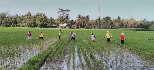 Dukung Program Kostratani, Poktan Rejo Makmur Tanam Padi Varietas Unggul