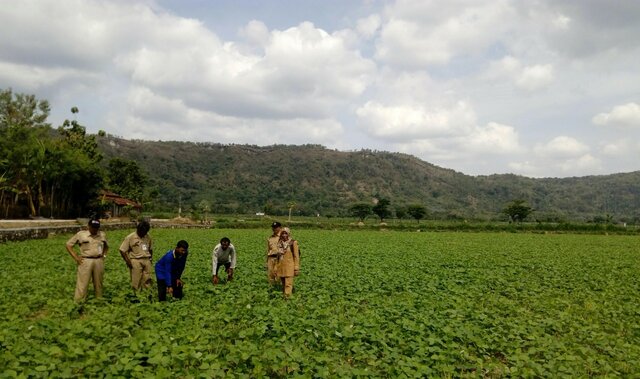 Hasilkan Keuntungan Berlipat, Petani Klaten Tanam Kacang Hijau Di Musim Kemarau