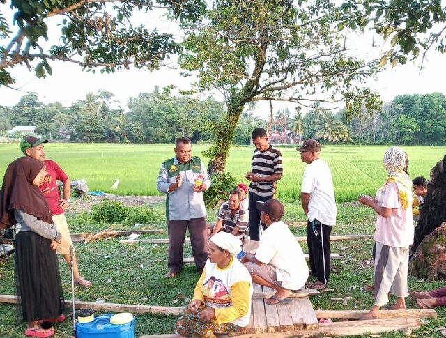 Atasi Serangan Ulat Grayak Pada Padi, Riau Lakukan Gerakan Pengendalian