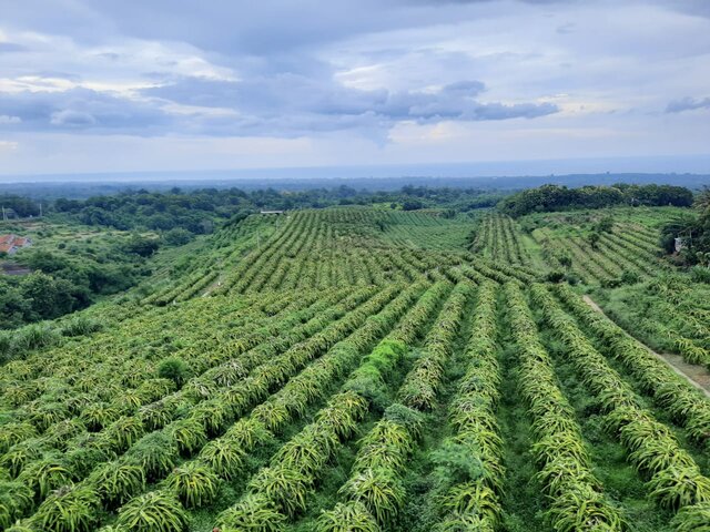 Kementerian Pertanian Dorong Registrasi Kebun Sesuai Ketentuan GAP