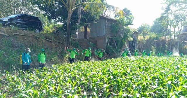 Amankan Panen Jagung, BPP Kalinyamatan Jepara Lakukan Gerdal Ulat Grayak