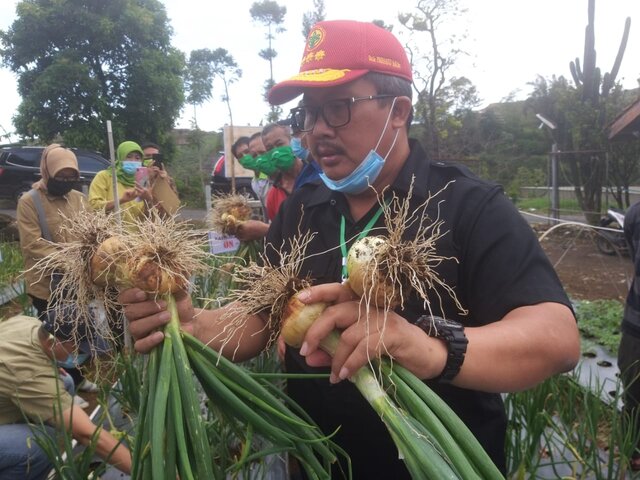 Terbukti Bisa Tumbuh dan Berumbi, Kementan Dorong Pengembangan Bawang Bombai di Dalam Negeri