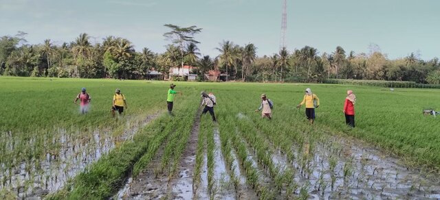 Seribu Penyuluh Sumsel Dampingi Petani di Tiap Desa