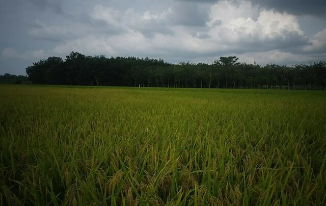 Lampung Optimalkan Budi Daya Padi Gogo Untuk Tingkatkan Produksi Beras