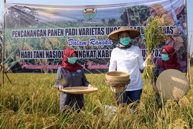 Luas Tanam Padi Meningkat, Kementan Berikan Penghargaan untuk Purwakarta