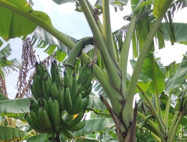 Kawasan Pisang Desa Buahdua Jamin Pasokan Bahan Baku Sale Pisang di Sumedang