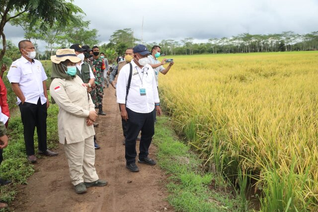Setiap Hari di Lapangan, Pemprov Kalteng : Tidak Mungkin Food Estate Gagal Panen