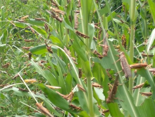 Kementan Kawal Upaya Petani Lawan Serangan Belalang Kembara