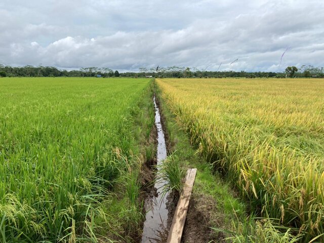 Produksi dan Luas Panen Naik, PDB Tanaman Pangan Kuartal IV 2020 Tertinggi