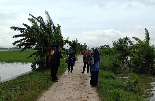 Kementan Respon Cepat Lakukan Penanganan Banjir di Areal Persawahan Pati